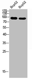 CACTIN Antibody