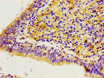 CACYBP Antibody