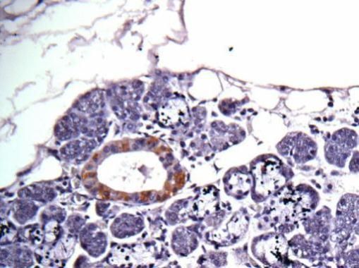 CAD Rabbit Polyclonal Antibody