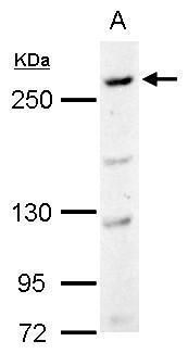 CAD Rabbit Polyclonal Antibody