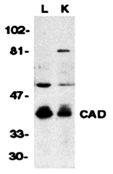 CAD Antibody