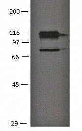 Cadherin-11 antibody