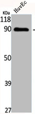 Cadherin-17 antibody