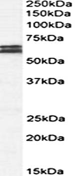 Goat anti-CADM1 Antibody