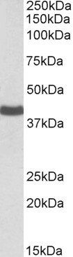 Goat anti-CADM1 Antibody