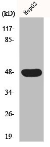 CADM2 antibody