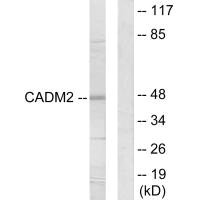 CADM2 antibody