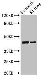 CADM3 antibody