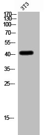 CADM3 antibody