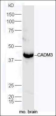CADM3 antibody