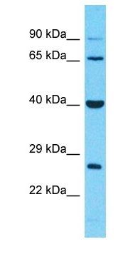 CADM4 antibody
