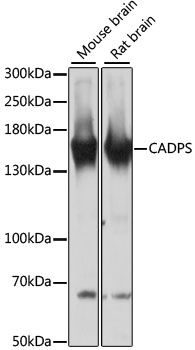 CADPS antibody