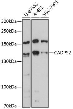 CADPS2 antibody