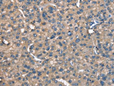 CAGE1 Antibody