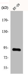 CAGE1 antibody