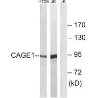 CAGE1 antibody