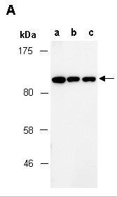 CAGE1 (C) Antibody, Rabbit Polyclonal