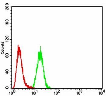 CALB2 Antibody