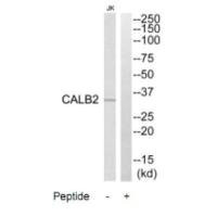 CALB2 antibody