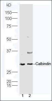 Calbindin antibody