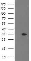 CALCOCO2 Antibody