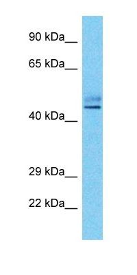 CALCOCO2 antibody