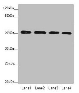 CALCOCO2 Antibody