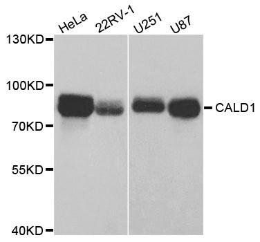 CALD1 antibody