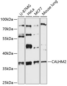 CALHM2 antibody