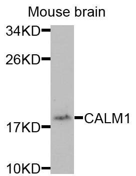 CALM1 antibody