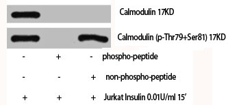 CALM1 antibody