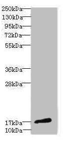 CALML3 Antibody