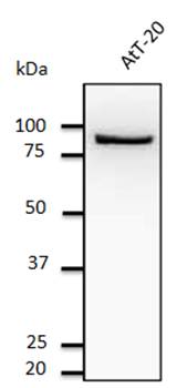 CANX Antibody