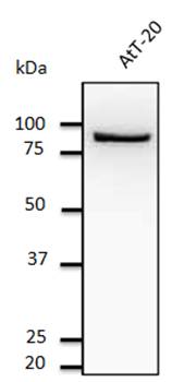 Calnexin antibody