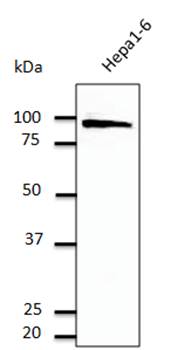 Calnexin antibody