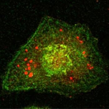 Calnexin Antibody