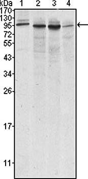 Calnexin Antibody