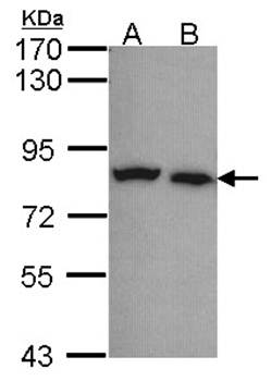 Calpain-5 antibody
