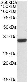 Goat anti-Calponin 2 / CNN2 Antibody