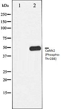CaMk2 (Phospho-Thr286) antibody