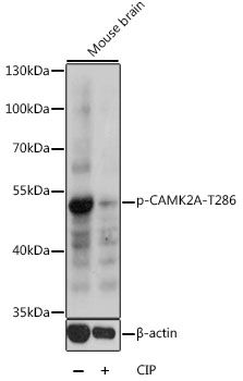 Camk2a (Phospho-T286) antibody
