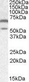 Goat anti-CAMK2 Antibody