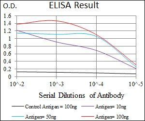 CAMK4 Antibody