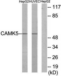 CAMK5 antibody