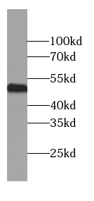CaMKII alpha-Specific antibody