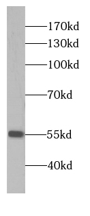 CaMKII gamma-Specific antibody