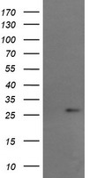 CAMLG Antibody