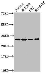 CAMLG antibody