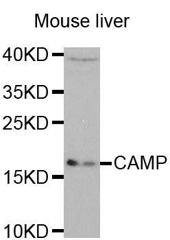 CAMP antibody