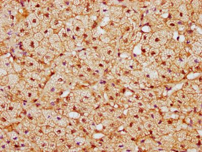 CAND1 Antibody